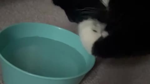 Cat Doesn't Like Getting Face or Whiskers Wet