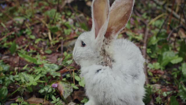 Close-Up Video of a Rabbit