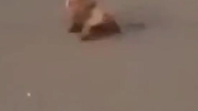 Dog and monkey fite funny