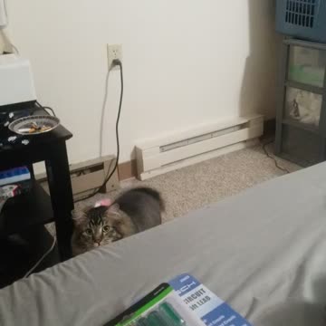 Maine Coon Mister Marley Mar