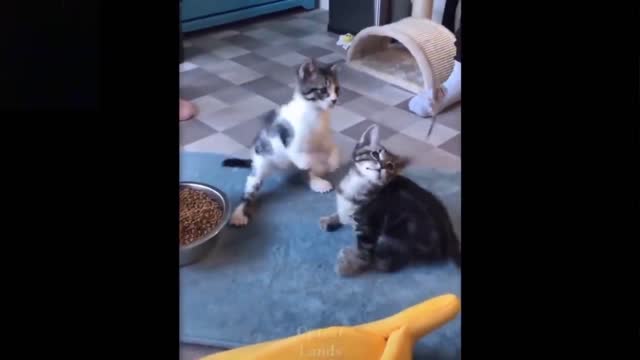 Funny animal video clip (3 cats catching a mouse)