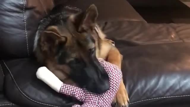 Dogy Like his TOy