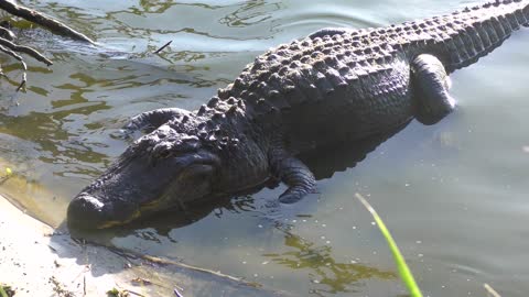 large american alligator near lake