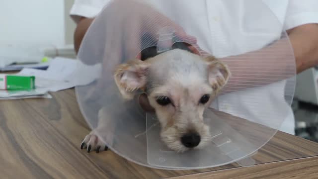 Female dog care after spaying