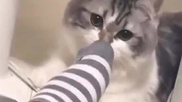 Cat video