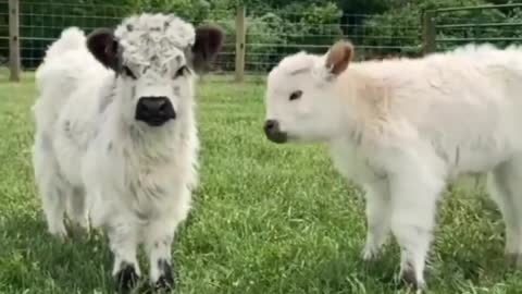 Cute cow video || cutest cow video compilation .