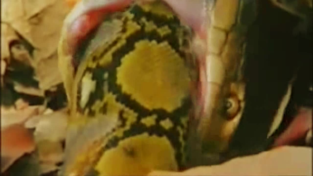 Cobra vs Python