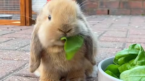 Bunny eating lettuce