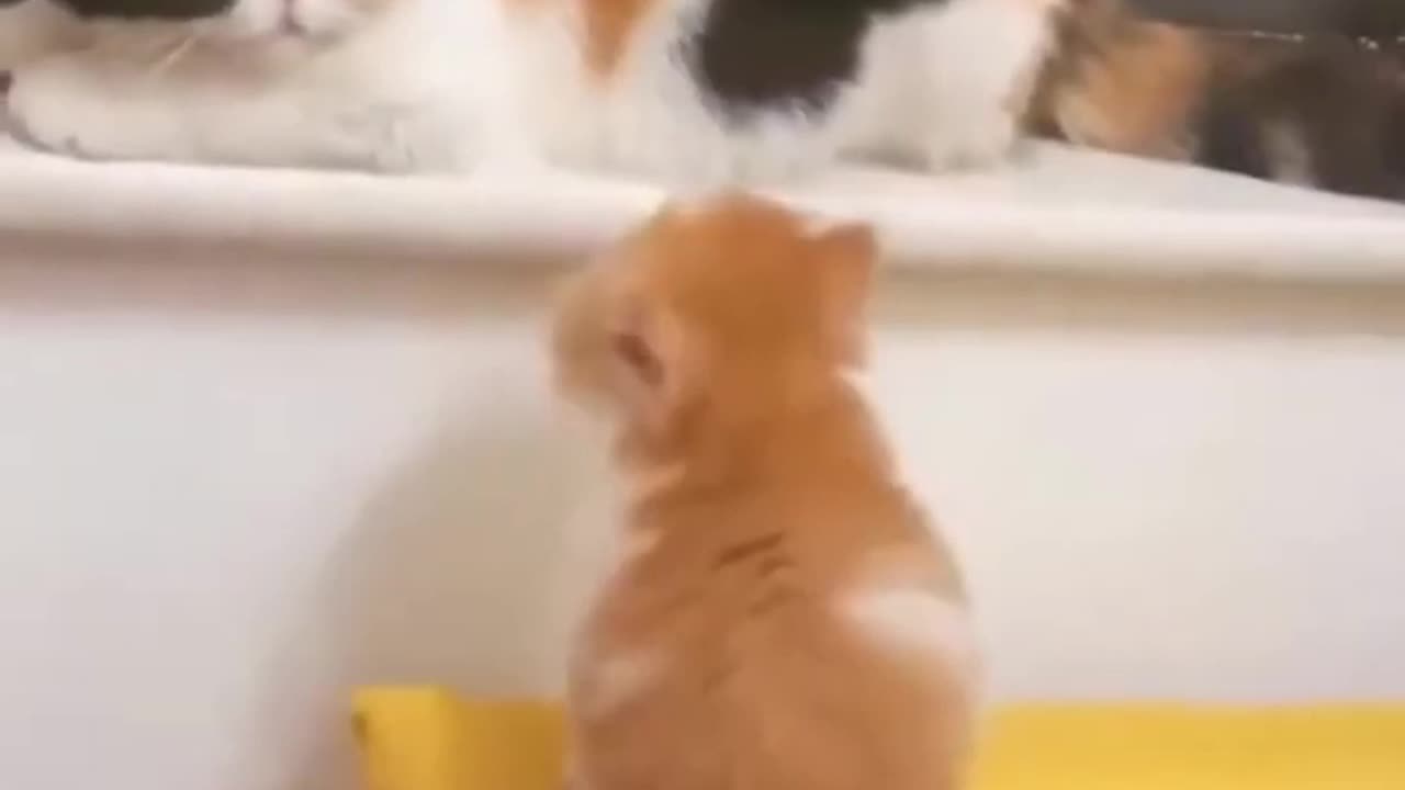 FUNNY ANIMAL VIDEO