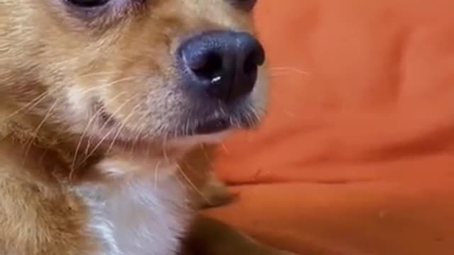 Funny video cute dogg