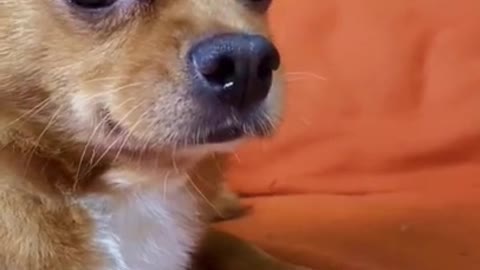 Funny video cute dogg