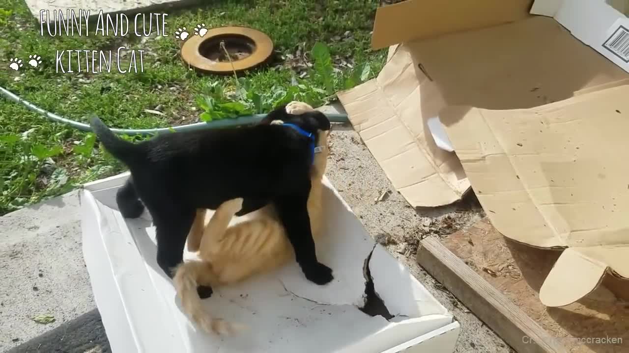 Crazy Cat and Dog Compilation