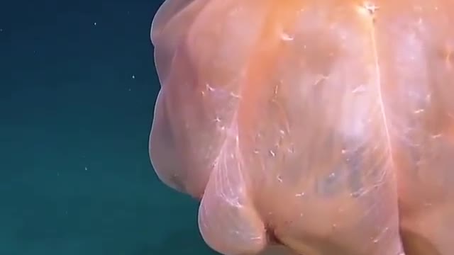 The Octopus turned himself into nice flowers forms amazing