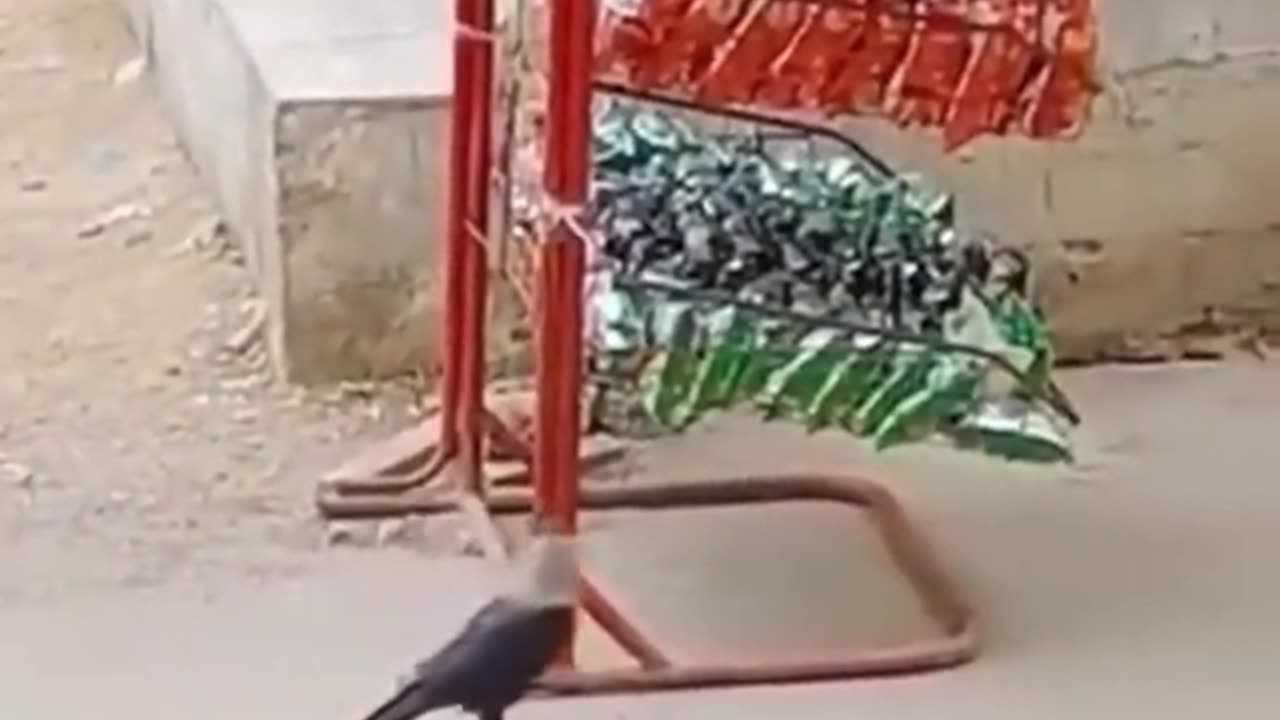 Crow thief 🤣🤣|most funny video|