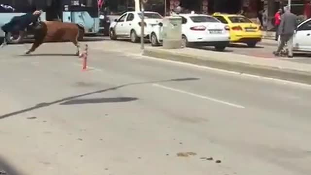 Cow hit a woman (real video)