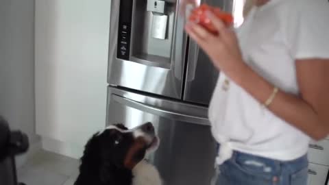Why You should Feed your Dog with a Homemade Vegan Dog Food Recipe?