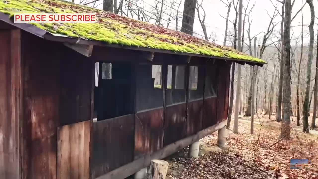 Moss Roof Beauty