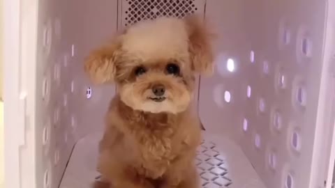 Cute dog And funny puppies video