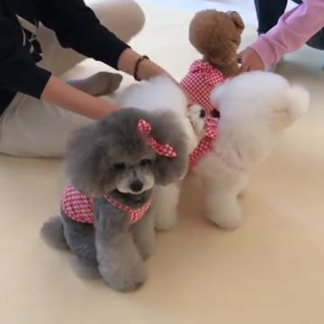 Poodle menacingly stares at camera during photo shoot