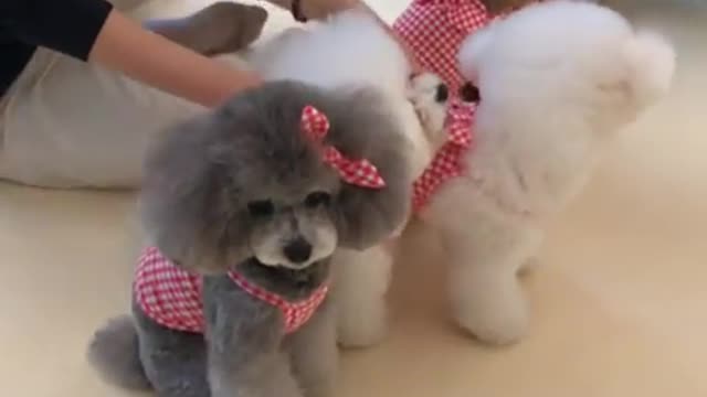 Poodle menacingly stares at camera during photo shoot