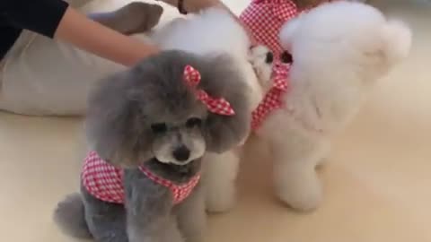 Poodle menacingly stares at camera during photo shoot