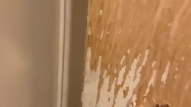 Dog Absolutely Destroys Bathroom