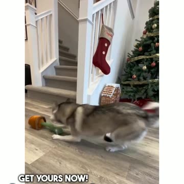 wholesome moments with german shepherd