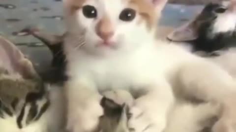 funny moment with the cat