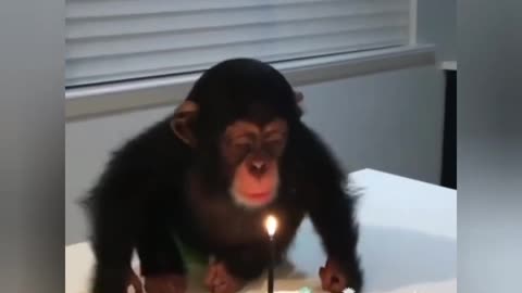 Funny animals dubbed video🤣🤣