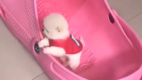 Cute puppy happy moment