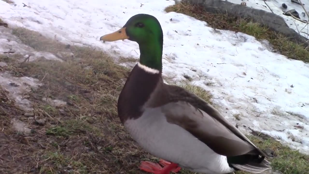 Birds Of Newfoundland-Mallard-Anas platyrhynchos