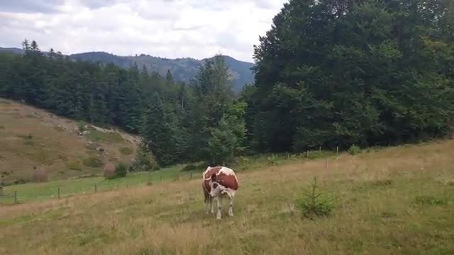 Cow in love with accordion😁