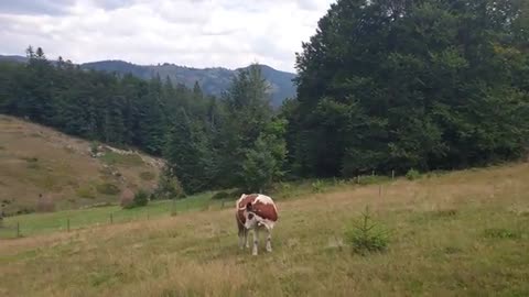 Cow in love with accordion😁