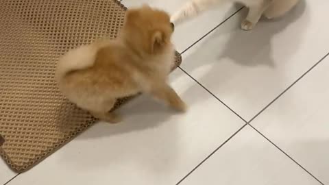 cat vs dog