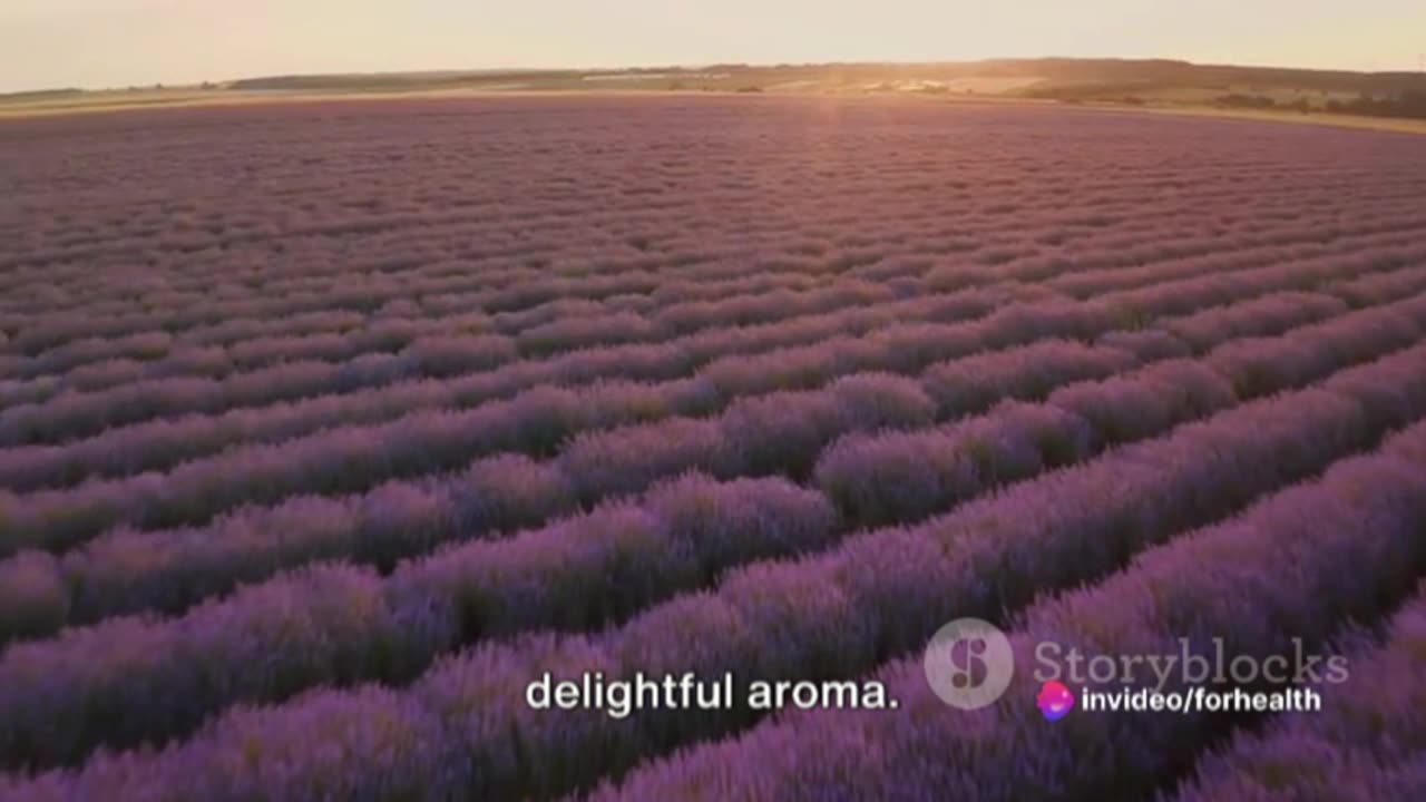 Lavender: The Aromatic Elixir of Wellness