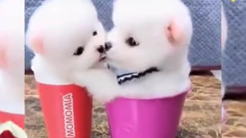 Funny puppies video compilation