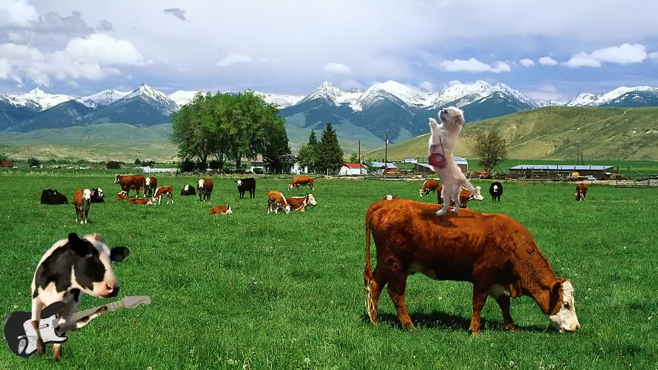 Cow dance