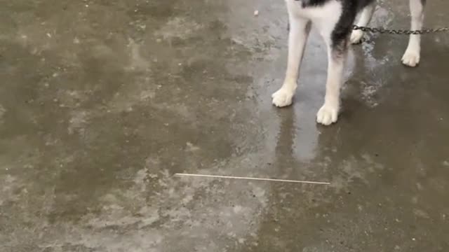 Husky shouted out of boredom