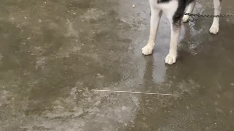 Husky shouted out of boredom