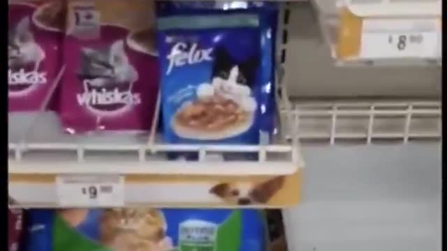 Adorable Cleaver Cat Shopping Foods in Glocery Funny scene