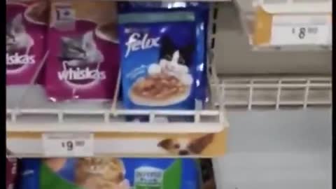 Adorable Cleaver Cat Shopping Foods in Glocery Funny scene