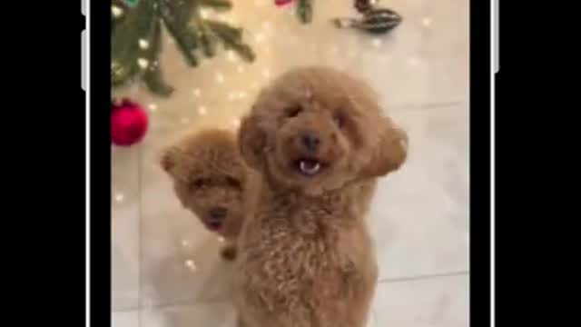 Funny Maltipoo Dog Performs Irish Stepdance