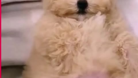 Cutest dog ever .. read the description