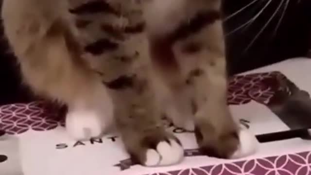 Animals that the world loves man