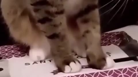 Animals that the world loves man