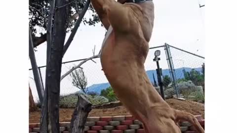 Cachorros mais toops