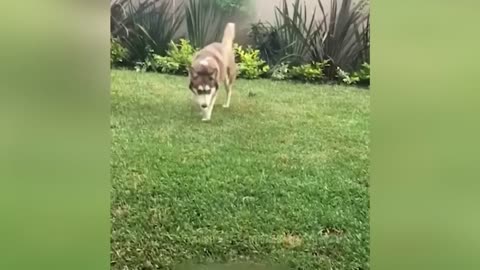 Laugh with Animals
