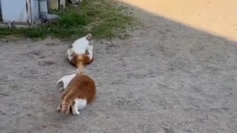 Funny cat videos