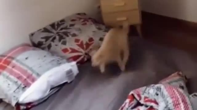 Funny and Cute Cats Videos #173
