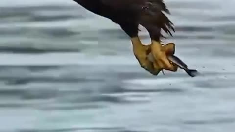 Eagle .The king of the sky | animal Video |